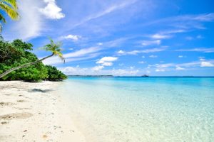 a tropical beach with blue water and a palm tree